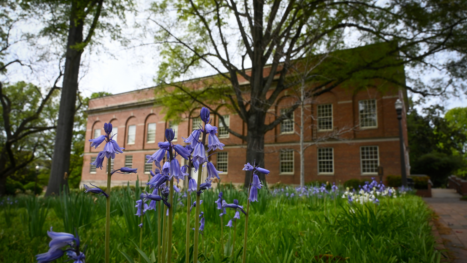 Spring flowers start to bloom in the Mary Yarbrough court near Peele Hall.