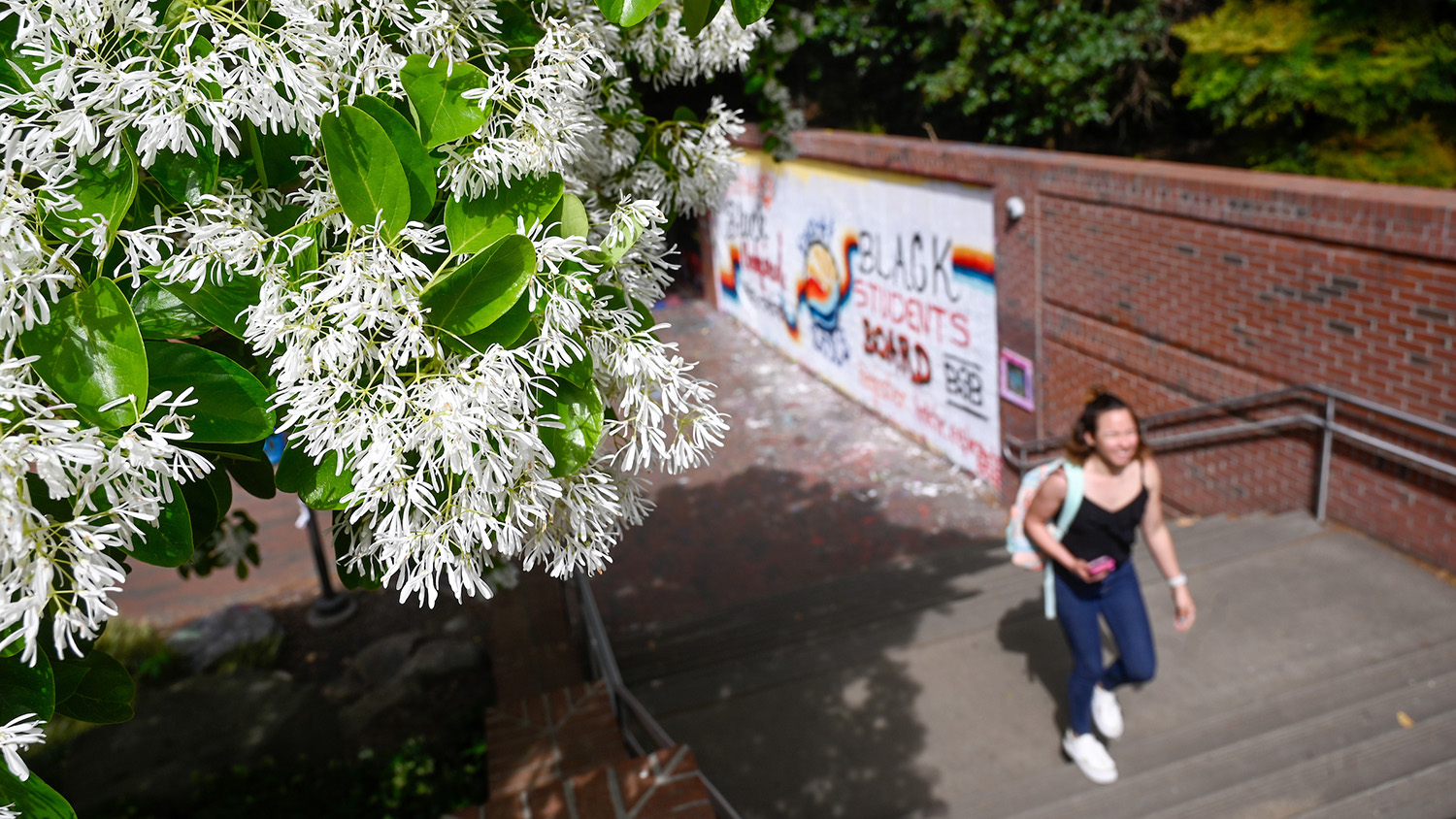 A student walks by a tree with fresh blooms during springtime by the free expression tunnel.